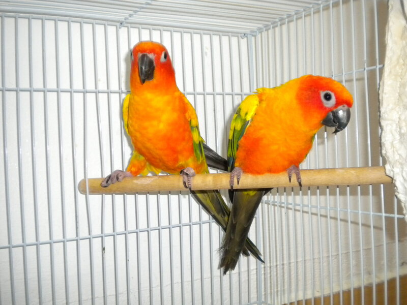 Two sun conure parrots in a cage
