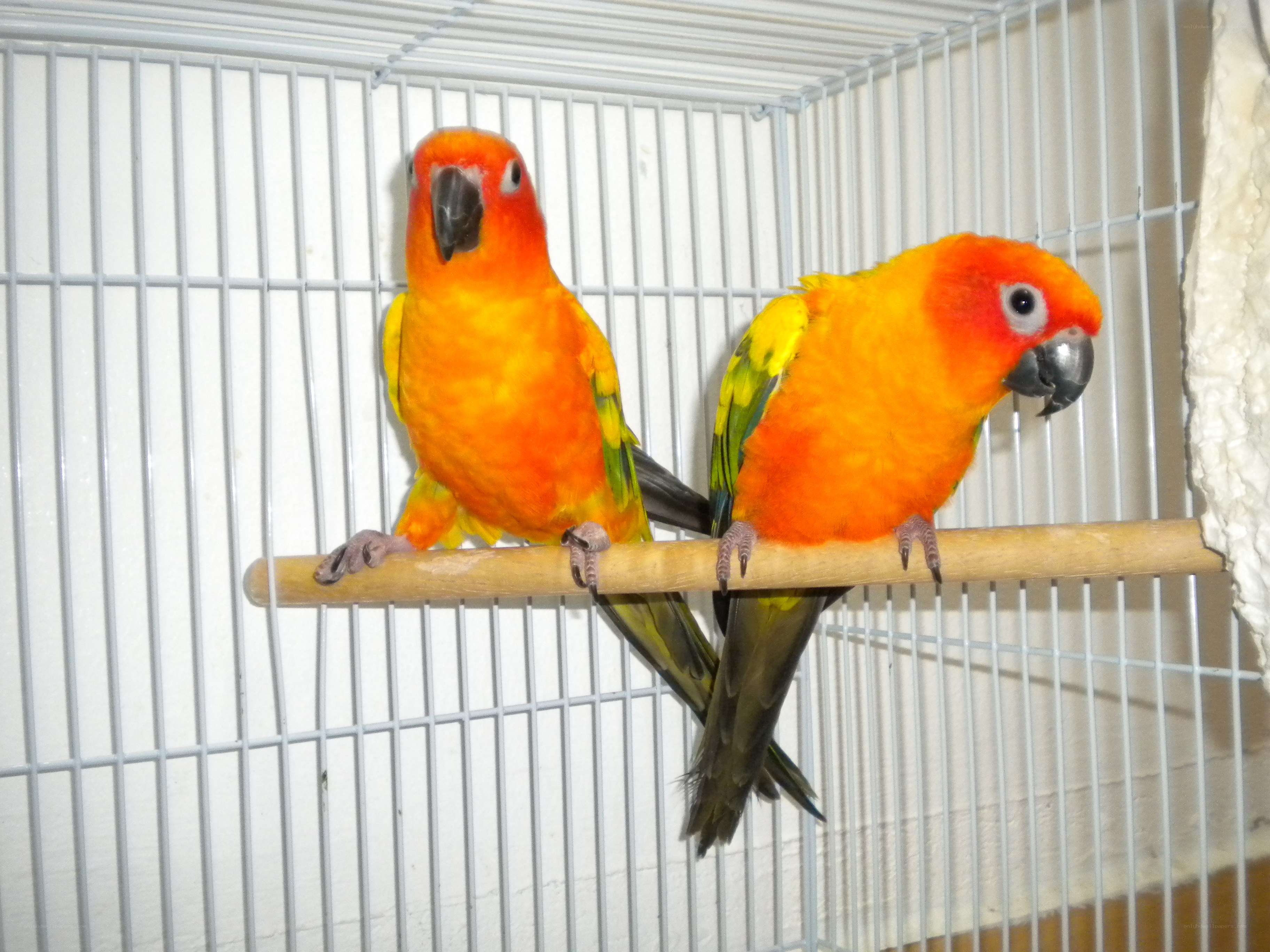 Two sun conure parrots in a cage