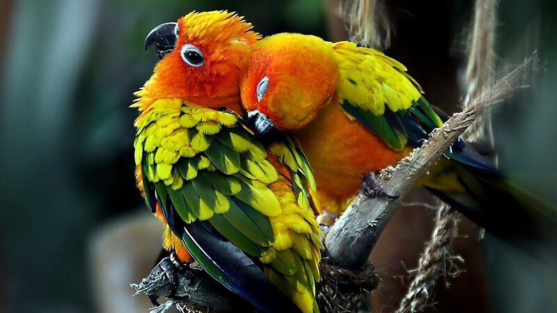 Two Sun Conure Parrots