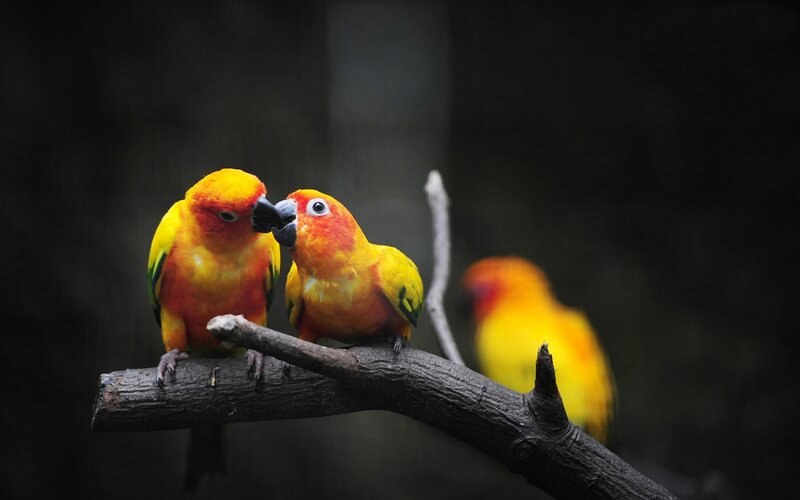 Two Sun Conures on Branch — Calm