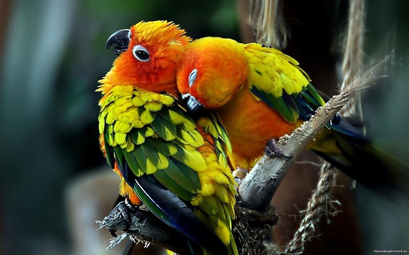 Two Sun Conures on Branch — Rope