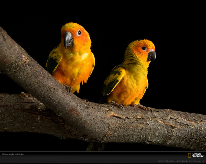 Two Sun Conures on Branch