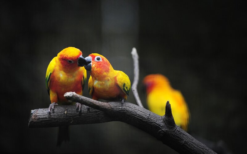 Two Sun Conures on Branch — Yellow, Calm, Photograph, Bird
