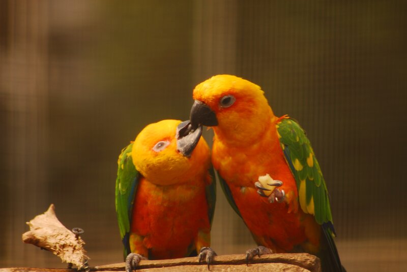Two Sun Conures on Branch — Yellow, Calm, Photograph, Cage