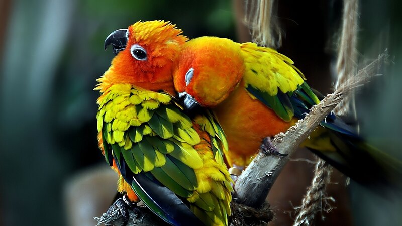 Two Sun Conures on Branch — Yellow, Calm, Photograph