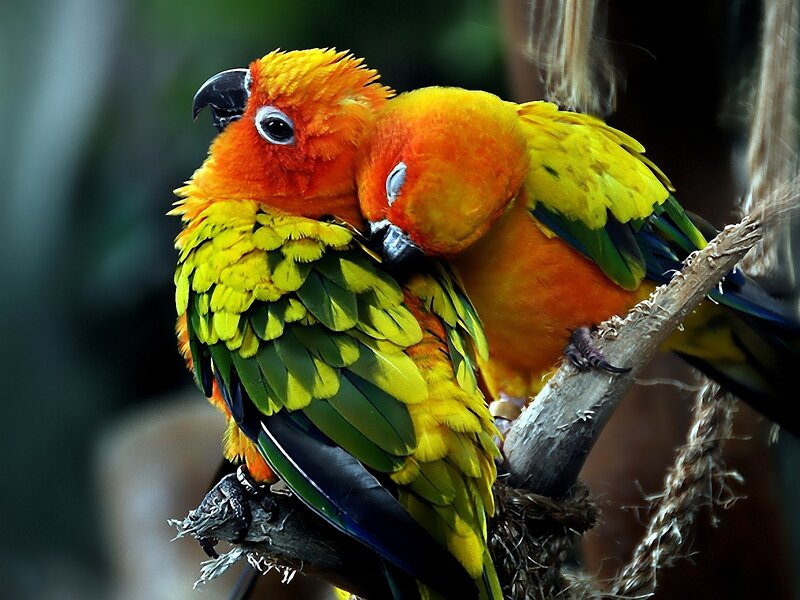 Two Sun Conures on Branch — Yellow, Calm