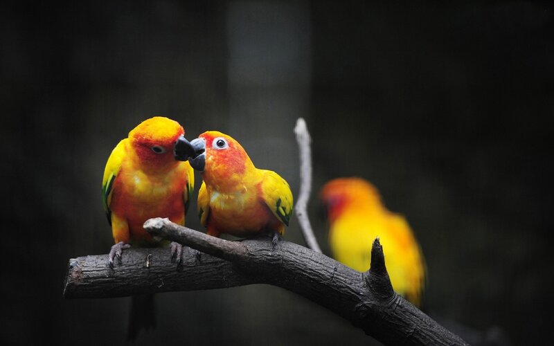 Two Sun Conures on Branch — Yellow, Intimate