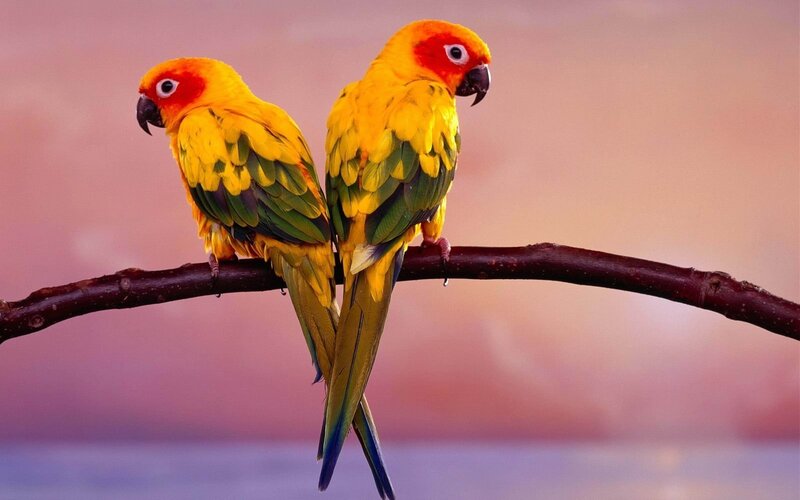 Two Sun Conures on Branch — Yellow, Serene, Sunset