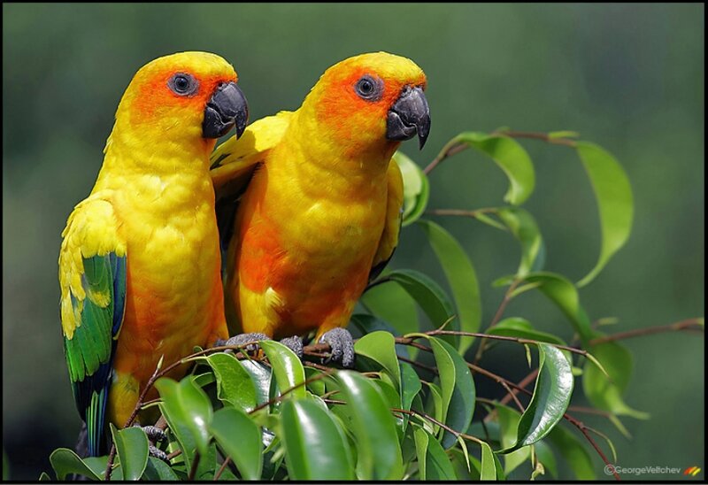 Two Sun Conures on Branch — Yellow