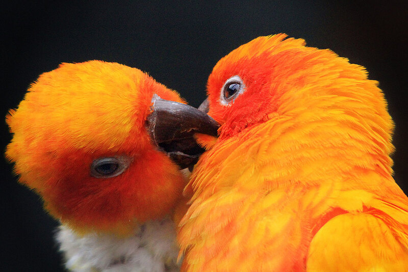 Two Sun Conures — Orange