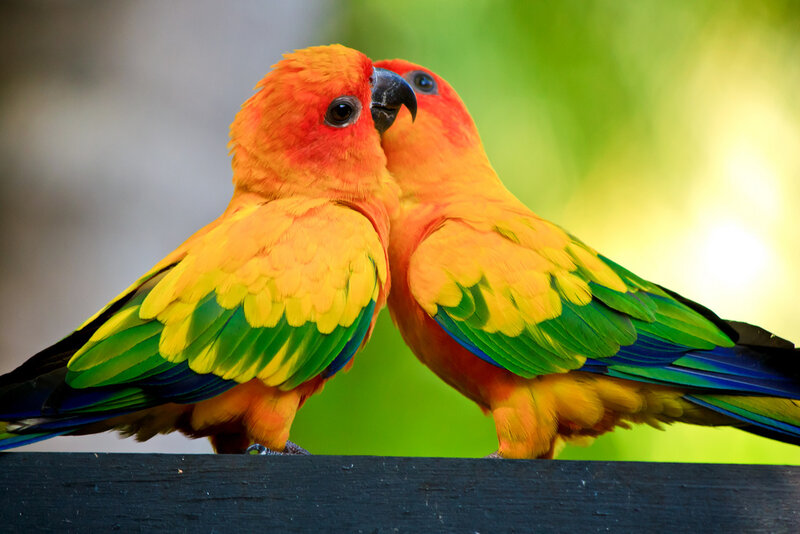 Two Sun Conures