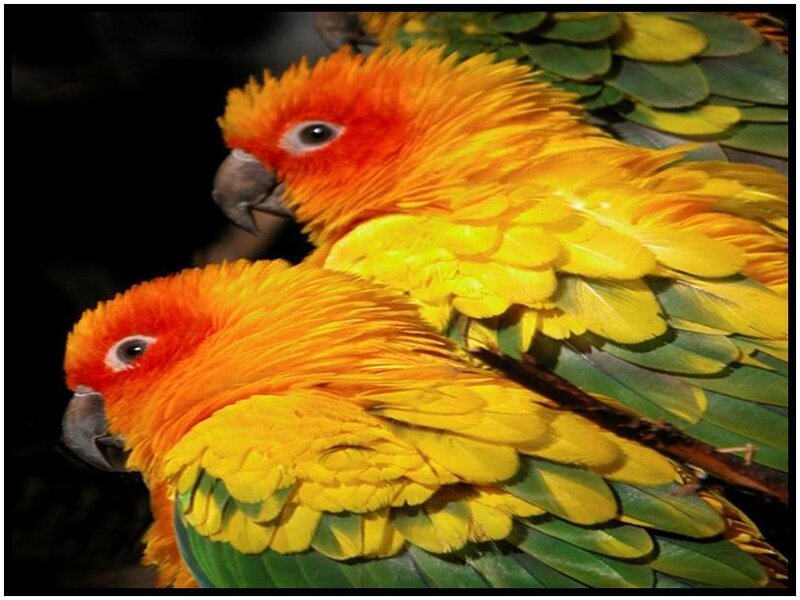 Two Sun Conures — Yellow
