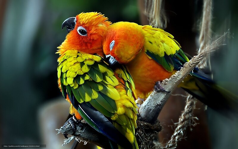 Two Sun Parrots — Yellow, Calm, Photograph