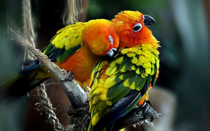 Two Sun Parrots — Yellow, Calm