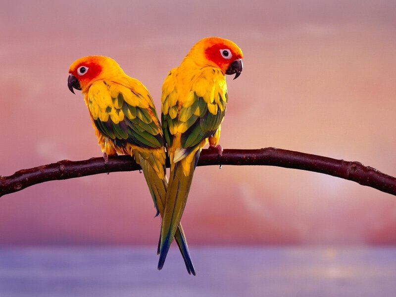 Two Sun Parrots — Yellow, Serene