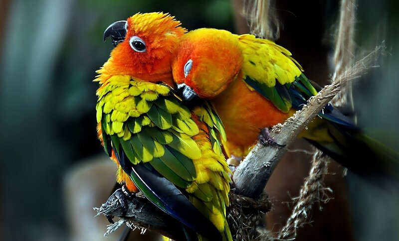Two Sun Parrots — Yellow