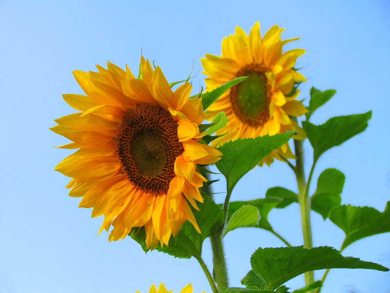 Two Sunflowers Against Sky