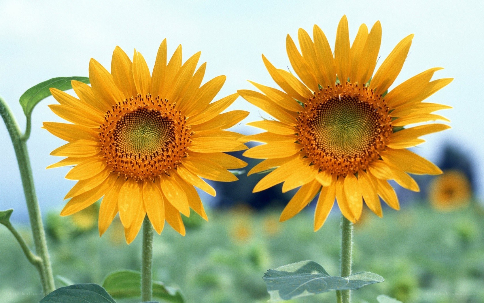 Two sunflowers in a field