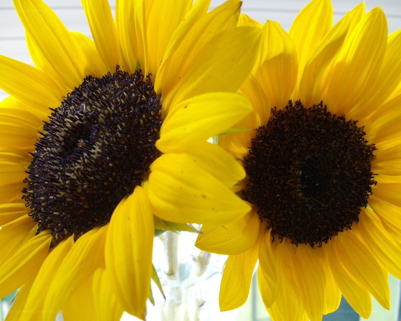 Two sunflowers in a vase