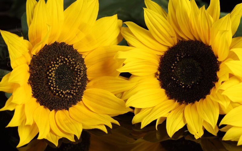 Two sunflowers in bloom