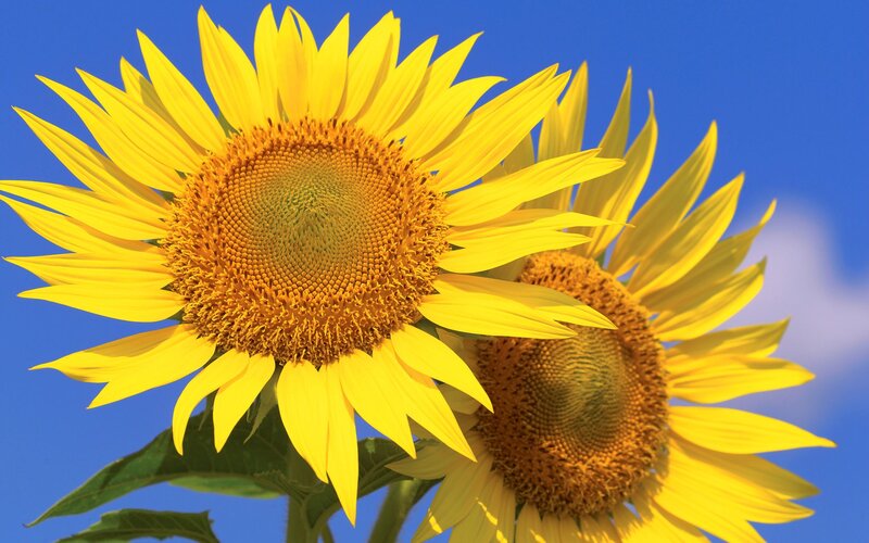 Two Sunflowers in Bloom — Yellow, Bright