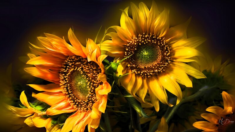 Two Sunflowers in Bloom — Yellow, Dramatic, Photograph