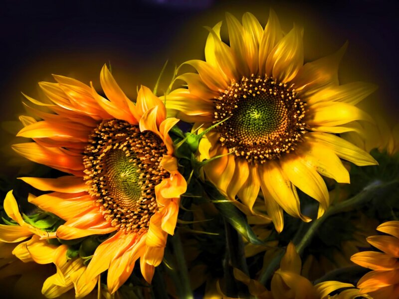Two Sunflowers in Bloom — Yellow, Dramatic