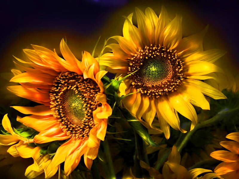 Two Sunflowers in Bloom — Yellow