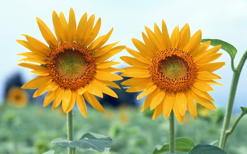 Two Sunflowers in Field — Yellow, Serene, Afternoon