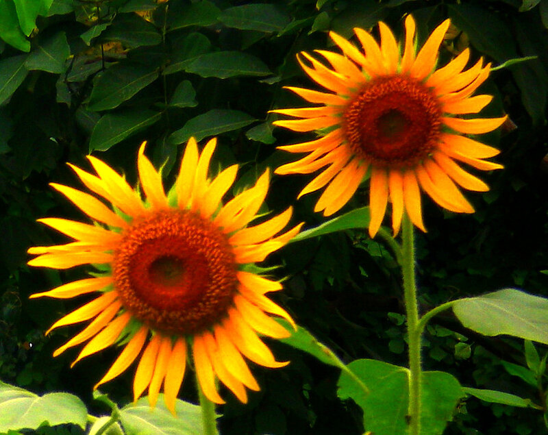 Two Sunflowers in Garden — Yellow, Natural