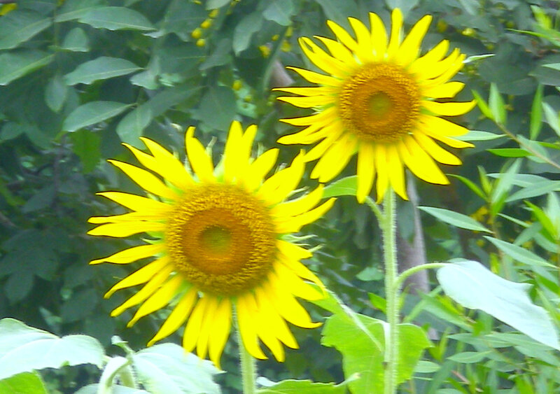 Two Sunflowers in Garden — Yellow