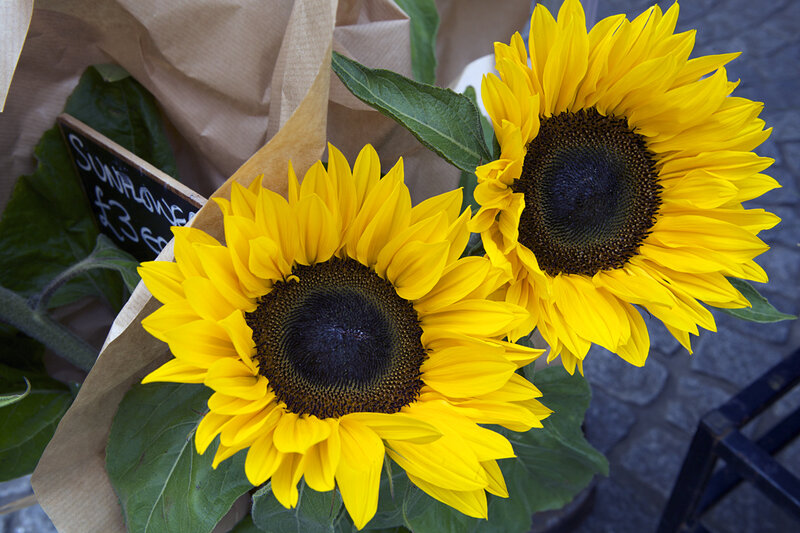 Two Sunflowers in Paper