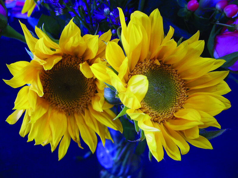 Two Sunflowers in Vase