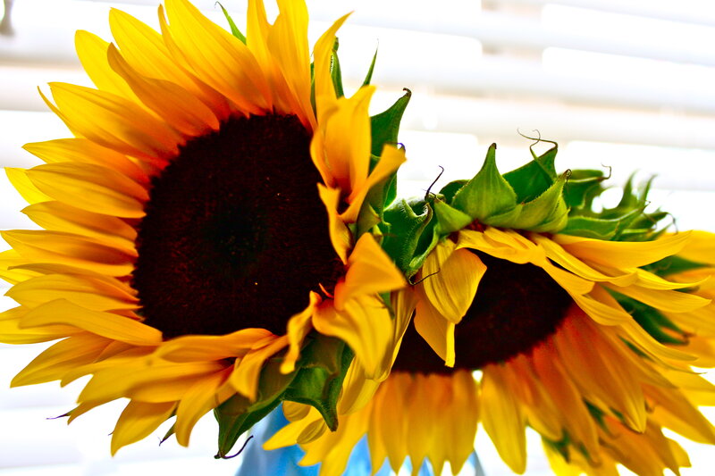 Two Sunflowers in Vase — Yellow