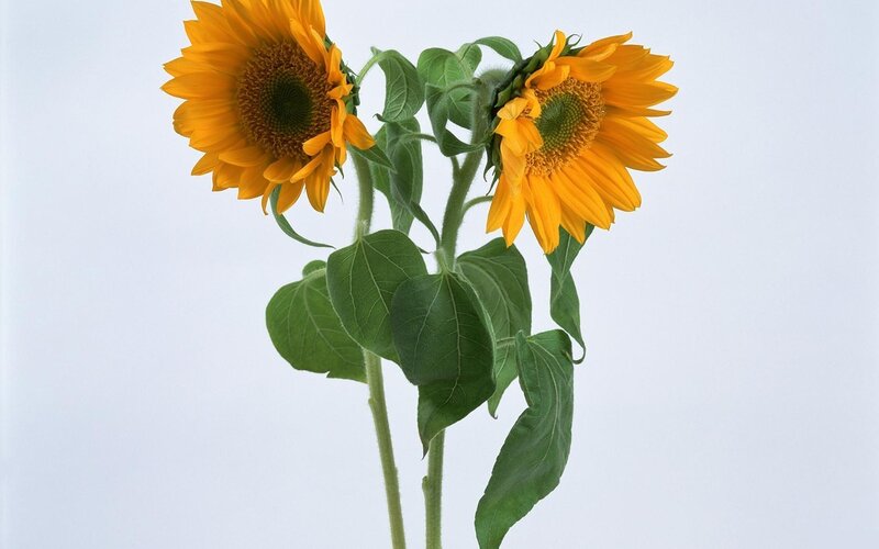 Two sunflowers on white