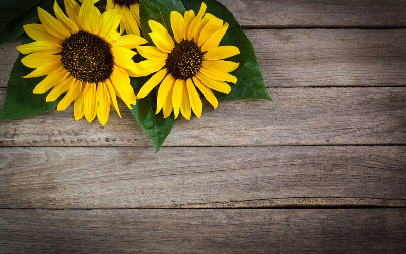 Two Sunflowers on Wood
