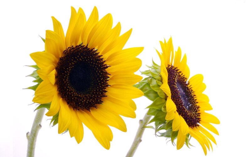 Two Sunflowers