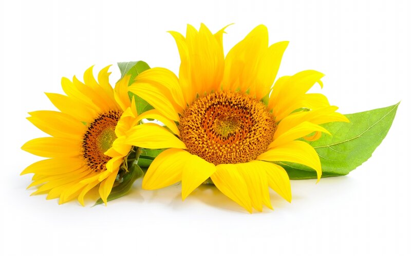 Two Sunflowers with Leaves