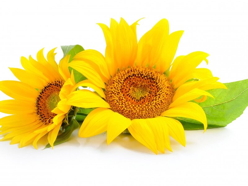 Two Sunflowers — Yellow, Calm, Photograph