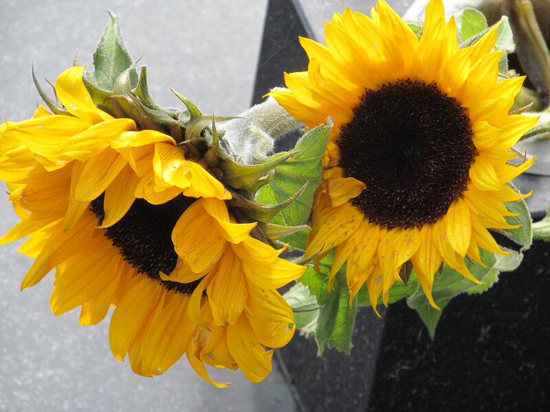 Two Sunflowers — Yellow, Calm
