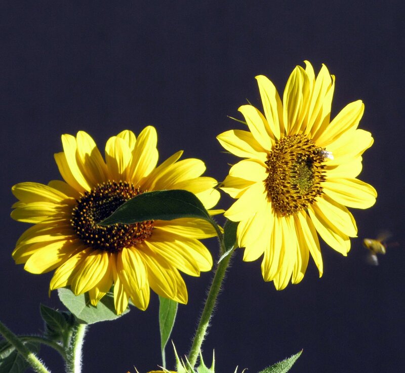 Two Sunflowers — Yellow, Dramatic, Afternoon