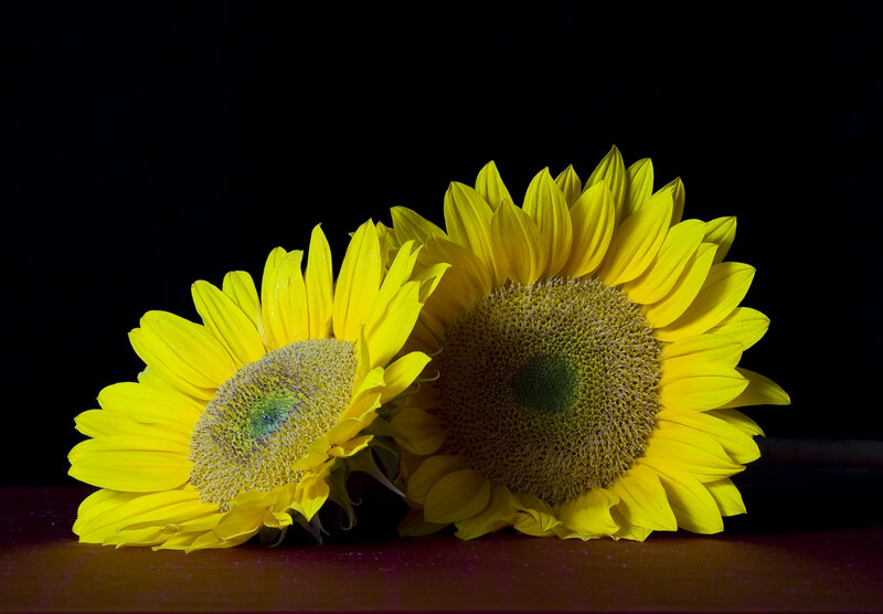 Two Sunflowers — Yellow, Dramatic