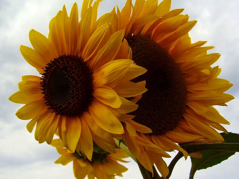 Two Sunflowers — Yellow