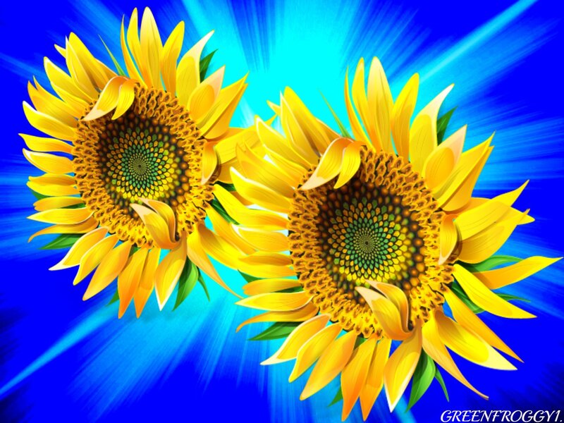 Two Sunflowers — Yellow, Vibrant