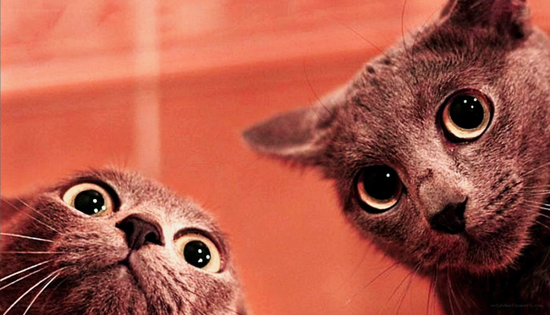 two surprised gray cats