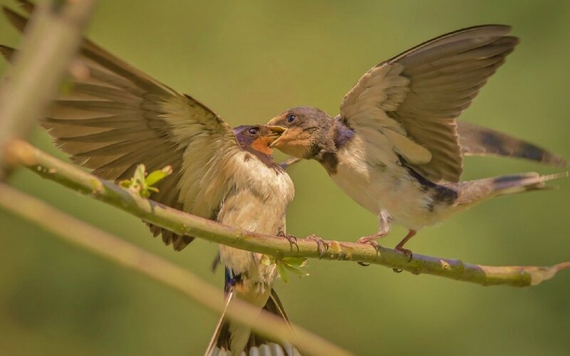 Two Swallows Feeding