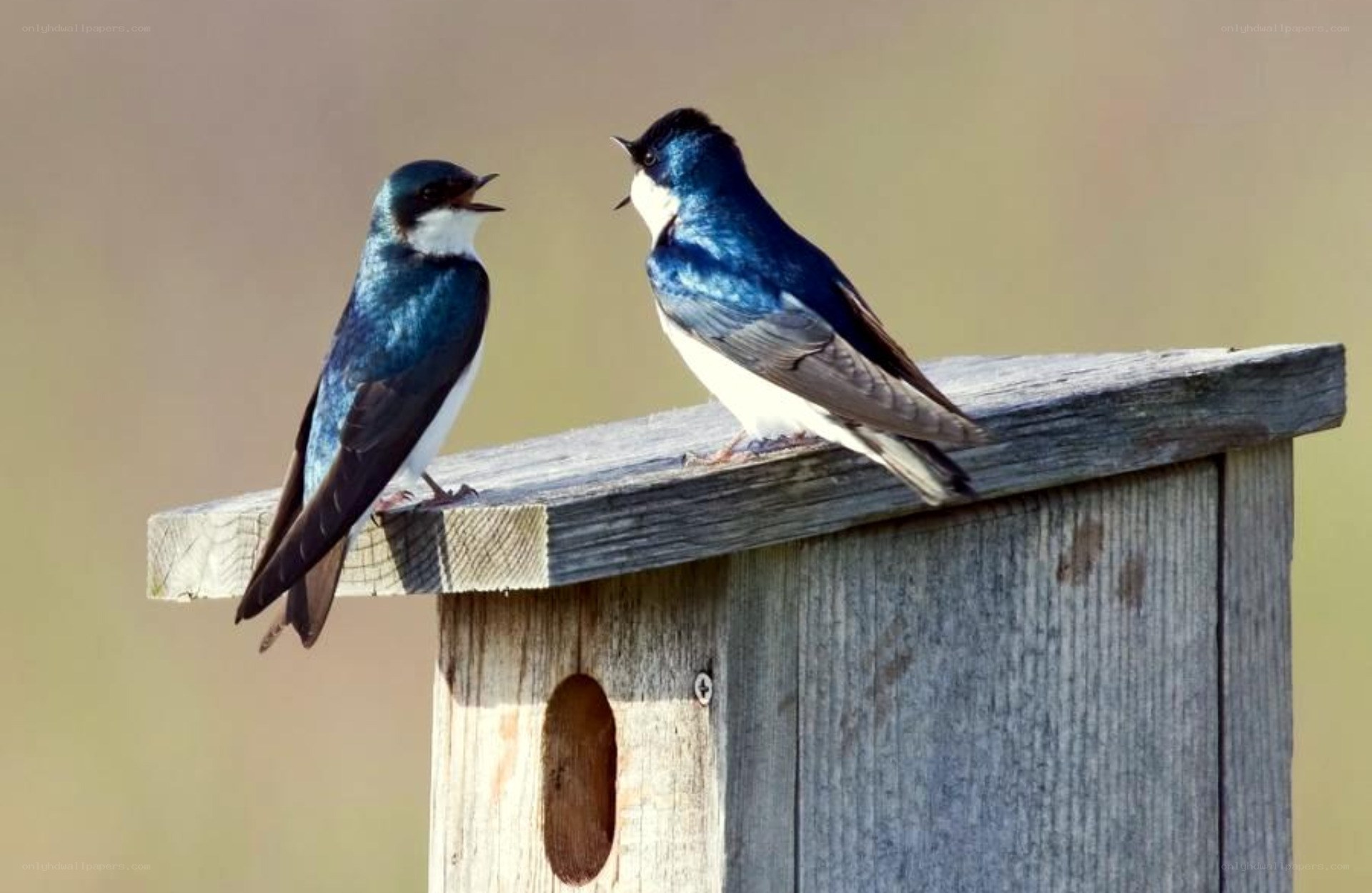 two swallows on a birdhouse