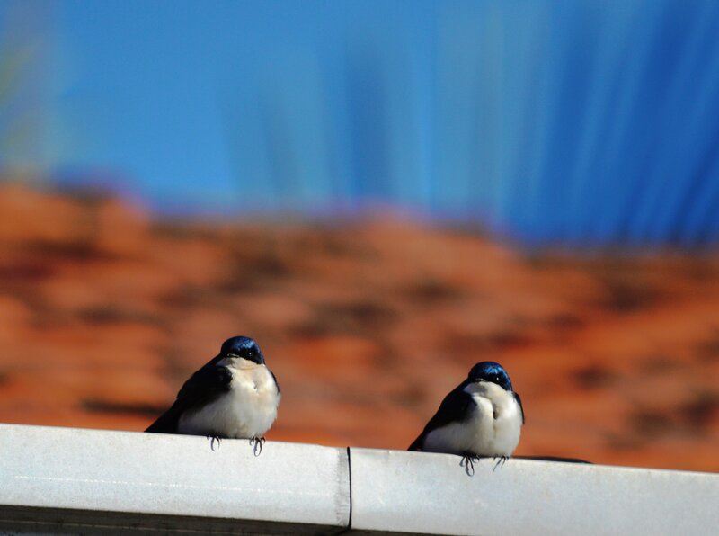 Two Swallows on a Ledge