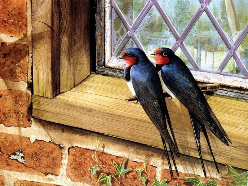 Two swallows on a windowsill