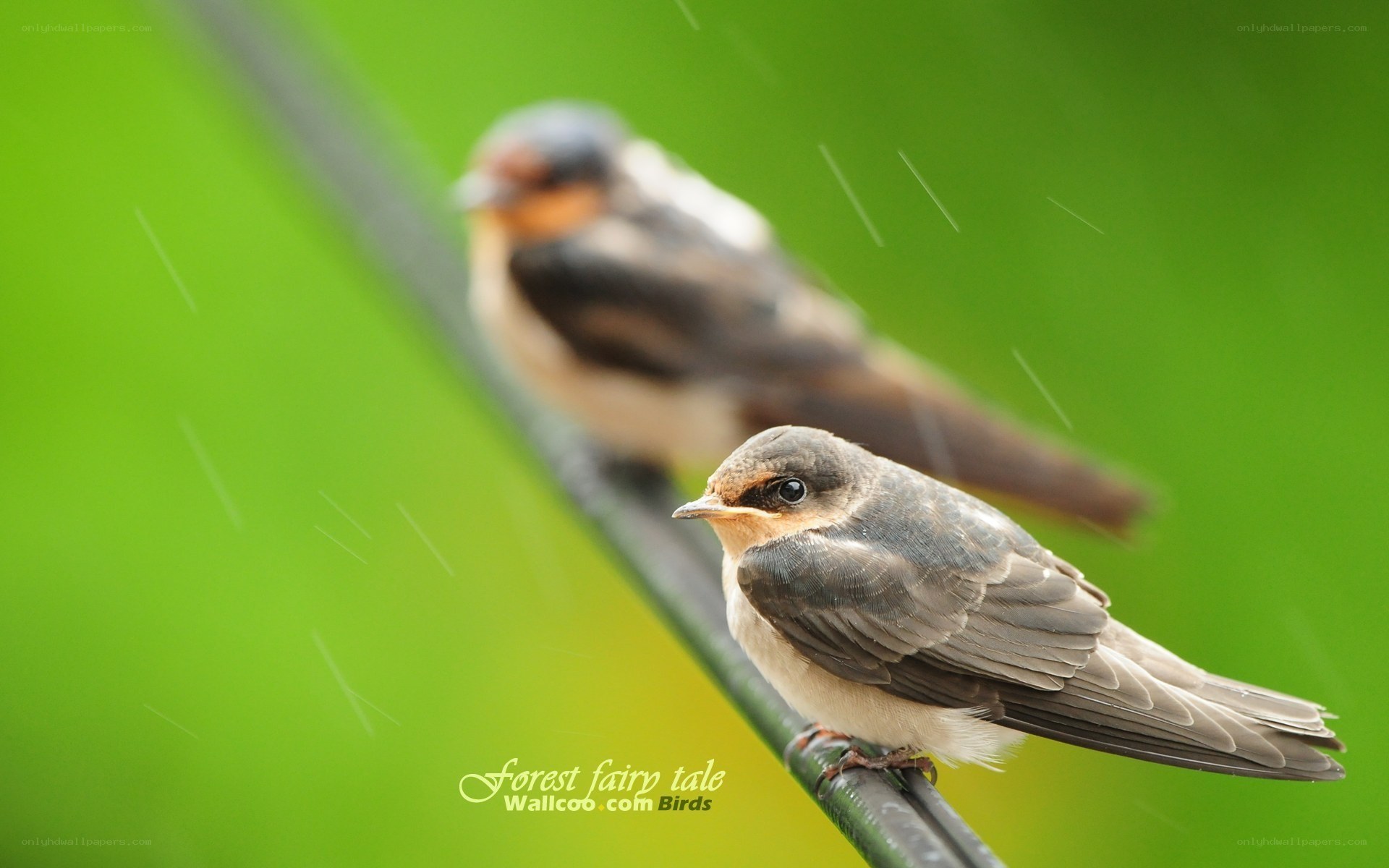 Two swallows on a wire